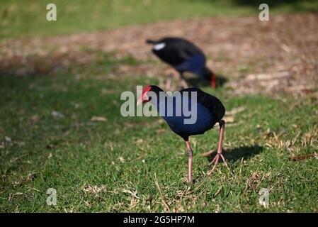 Ein australasiatischer Swamphen, auch bekannt als Pukeko, stielt über eine grasbewachsene Fläche, während ein anderer im Hintergrund wegpickt Stockfoto