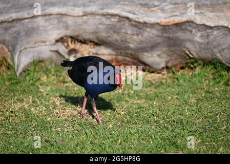 Australasian Swamphen, auch als Pukeko bekannt, schlendern entlang einer Rasenfläche, mit einem Holzbalken im Hintergrund Stockfoto