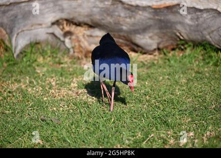 Australasian Swamphen, auch bekannt als Pukeko, biegen sich in einem grasbewachsenen Bereich, mit ein wenig Gras im Schnabel Stockfoto