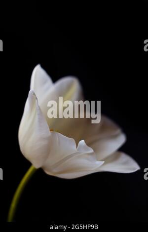 tulpe auf schwarzem Hintergrund Nahaufnahme. Fotomakro Stockfoto