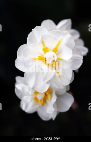 Weiße Narzissen auf dunklem Hintergrund. Fotomakro. Stockfoto