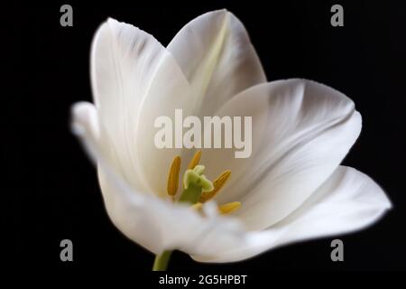 tulpe auf schwarzem Hintergrund Nahaufnahme. Fotomakro Stockfoto