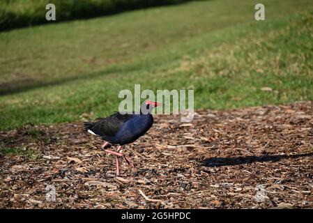 Australasian Swamphen, auch bekannt als Pukeko, schlitternd über einen Mulch bedeckten Bereich am späten Nachmittag Stockfoto