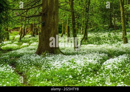 Teppich mit wilden Knoblauchblüten in Lake District Wäldern 2241 Stockfoto