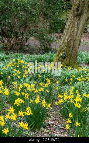 Narzissen im Wald 0262 Stockfoto