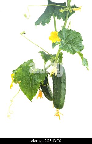 Gurkenpflanze. Gurke mit Blättern und Blumen isoliert auf weißem Hintergrund. Stockfoto