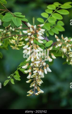 Robinia pseudoacacia, andere Namen: Falsche Akazie oder schwarze Heuschrecke, Laubbaum weiße Blüten, Erbse Familie: Fabaceae. Stockfoto