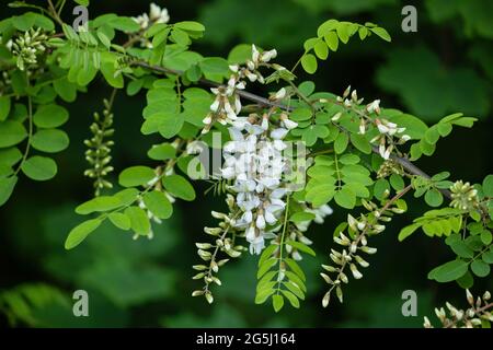 Robinia pseudoacacia, andere Namen: Falsche Akazie oder schwarze Heuschrecke, Laubbaum Zweig mit Blättern und Blumen, Erbse Familie: Fabaceae. Stockfoto