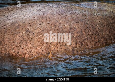Nahaufnahme von Dickhaut des Nilpferdes (Hippopotamus amphibius, Nilpferd) im Wasser, Familie: Hippopotamidae, Heimatregion: Afrika. Stockfoto