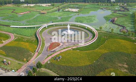 Binzhou, Binzhou, China. Juni 2021. Am 27. Juni 2021 befinden sich Luftaufnahmen am malerischen Ort des Lotusteisches von Shili in der Stadt Binzhou, Provinz Shandong. Mehr als zehn Hektar Lotus sind in voller Blüte. Vor dem Hintergrund der Lotusblätter bilden die unendlichen grünen Lotusblätter einen einzigartigen Sommerstil. Quelle: SIPA Asia/ZUMA Wire/Alamy Live News Stockfoto