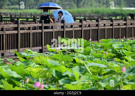 Binzhou, Binzhou, China. Juni 2021. Am 27. Juni 2021 befinden sich Luftaufnahmen am malerischen Ort des Lotusteisches von Shili in der Stadt Binzhou, Provinz Shandong. Mehr als zehn Hektar Lotus sind in voller Blüte. Vor dem Hintergrund der Lotusblätter bilden die unendlichen grünen Lotusblätter einen einzigartigen Sommerstil. Quelle: SIPA Asia/ZUMA Wire/Alamy Live News Stockfoto