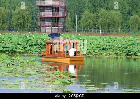 Binzhou, Binzhou, China. Juni 2021. Am 27. Juni 2021 befinden sich Luftaufnahmen am malerischen Ort des Lotusteisches von Shili in der Stadt Binzhou, Provinz Shandong. Mehr als zehn Hektar Lotus sind in voller Blüte. Vor dem Hintergrund der Lotusblätter bilden die unendlichen grünen Lotusblätter einen einzigartigen Sommerstil. Quelle: SIPA Asia/ZUMA Wire/Alamy Live News Stockfoto