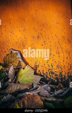 Nahaufnahme Detail von vielen gefallenen getrockneten saisonalen dekorativen Herbstblättern auf dem Boden außen in verschiedenen natürlichen Farben gegen eine orange Wand Stockfoto