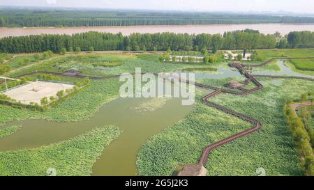 Binzhou, Binzhou, China. Juni 2021. Am 27. Juni 2021 befinden sich Luftaufnahmen am malerischen Ort des Lotusteisches von Shili in der Stadt Binzhou, Provinz Shandong. Mehr als zehn Hektar Lotus sind in voller Blüte. Vor dem Hintergrund der Lotusblätter bilden die unendlichen grünen Lotusblätter einen einzigartigen Sommerstil. Quelle: SIPA Asia/ZUMA Wire/Alamy Live News Stockfoto