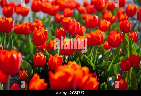 Red tulips background. Beautiful tulip in the meadow. Flower bud in spring in the sunlight. Flowerbed with flowers. Tulip close-up. Red flower. Stockfoto