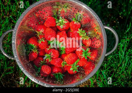 Rote reife Erdbeeren in einem Sieb aus rostfreiem Stahl werden unter Wasser gespült. Stockfoto