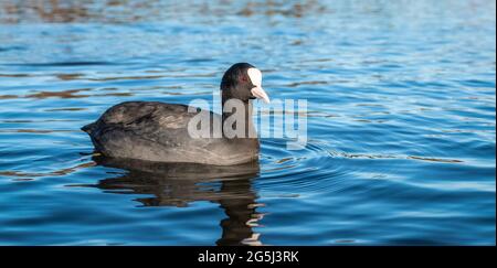 Eurasischer Ruß oder gewöhnlicher Ruß, der im Wasser schwimmend ist. Stockfoto