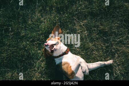 Ein glücklicher Beagle-Hund, der auf dem Gras liegt. Lächelnder Welpe, der auf dem Rasen chillte, Draufsicht Stockfoto