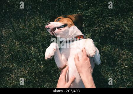 Glücklicher Beagle Hund auf dem Gras, menschliche Hände reiben seinen Bauch. Lächelnder Welpe, der auf dem Rasen, von oben oder über dem Kopf chillte Stockfoto