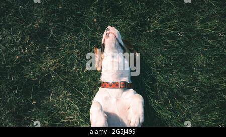 Ein glücklicher Beagle-Hund, der auf dem Gras liegt. Lächelnder Welpe, der auf dem Rasen chillte, Draufsicht Stockfoto