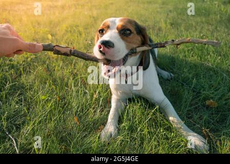 Beagle Welpe spielt mit einem Stock, aus menschlicher Sicht. Lifestyle mit Hunden im Freien, Spielzeit im Park Stockfoto