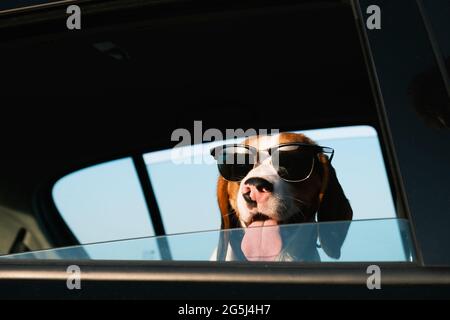 Porträt eines begale Hundes mit Sonnenbrille im Auto. Glücklicher Welpe in schwarzer Brille schaut aus einem Autofenster Stockfoto