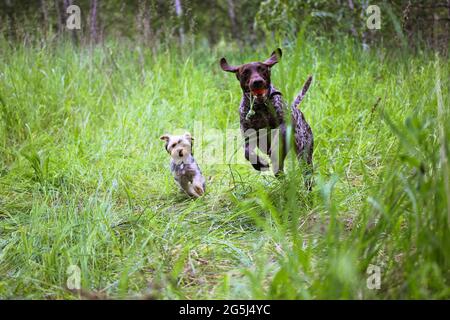 Aktive Hunde spielen im Freien zusammen. Zwei lustige, energische Hunde, die im Sommer in der Natur herumtollen. Ein großer Jagdhund Drathaar, ein kleiner Yorkshire terrie Stockfoto