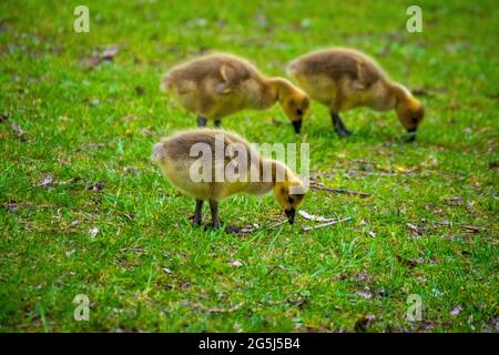 Kanada Gänse Baby Vögel im Récré-O-Park in Québec Stockfoto