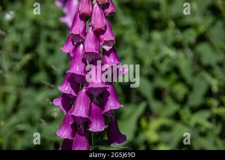 Rote Foxglove-Heilpflanze am Wegesrand Stockfoto