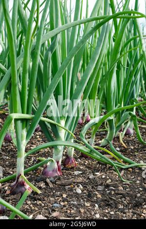 Allium cepa „Red Ray“. Zwiebel „Red Ray“. Eine Reihe von roten/kastanienbraunen Zwiebeln, die in einem Rand wachsen. Zwiebelsätze wachsen Stockfoto