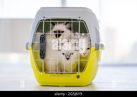 Ragdoll Katzen innen tragen Stockfoto