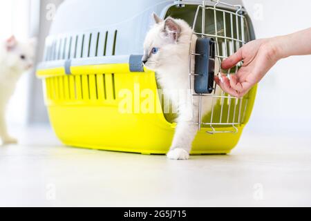 Ragdoll Katzen innen tragen Stockfoto