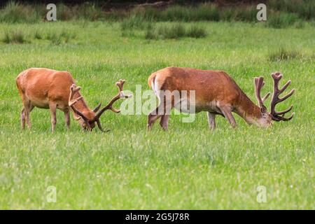 Rothirschhirsche, (Cervus elaphus) Männchen mit Samtgeweih, grasen auf Wiese, Deutschland Stockfoto