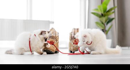Ragdoll Kätzchen im hellen Raum Stockfoto