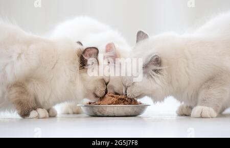 Ragdoll-Katzen im hellen Raum Stockfoto