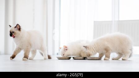 Ragdoll-Katzen im hellen Raum Stockfoto