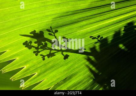 Pritchardia pacifica, Fidschi-Fächerpalme Stockfoto