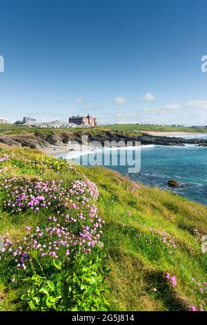 Sea Thrift Ameria maritima wächst auf Towan Head mit Blick auf Little Fistral in Newquay in Cornwall, Großbritannien. Stockfoto