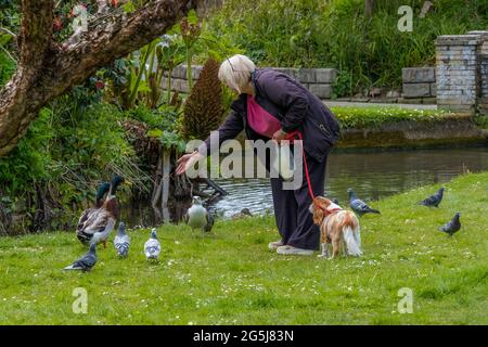 Eine reife Frau, die Wildvögel von Hand füttert. Stockfoto