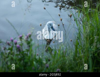 Ein Cygnet in Hanbury, Worcestershire. Stockfoto