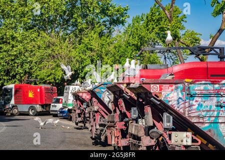 9. Mai 2021 - Rom, Latium, Italien - viele Möwen umherstreifen Müllwagen auf der Suche nach Nahrung. Die Vögel zünden auf den Fahrzeugen an und wühlen im Schutt Stockfoto