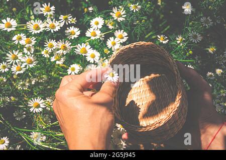 Feldkamillen Blumen aus der Nähe. Wunderschöne Naturszene mit blühenden medizinischen Kamillen am Sonnentag. Alternative Medizin Frühling Gänseblümchen Stockfoto