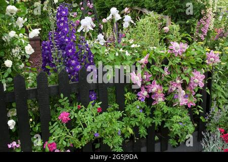 Delphinium King Arthur Group, Iris 'White City', Clematis 'Josephine' wachsen über einem schwarzen Zaun Stockfoto