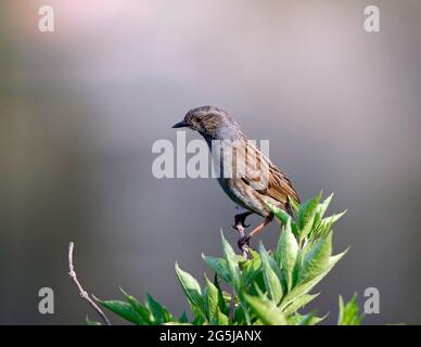 Dunnock thront auf einem Zweig Stockfoto