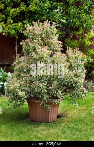 Pieris Japonica 'Variegata' Stockfoto
