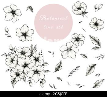 Handgezeichnete Tusche botanische Linie Kunstsammlung isoliert auf weiß, vintage Satz von floralen Elementen ideal für Designs, schwarze Tinte Skizze botanischen Satz Stockfoto