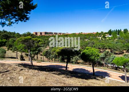 Park voller grüner Bäume wie Kiefern neben einem Pfad an einem völlig klaren Tag und dem blauen Himmel in Madrid, Spanien. Europa. Horizontale Fotografie. Stockfoto