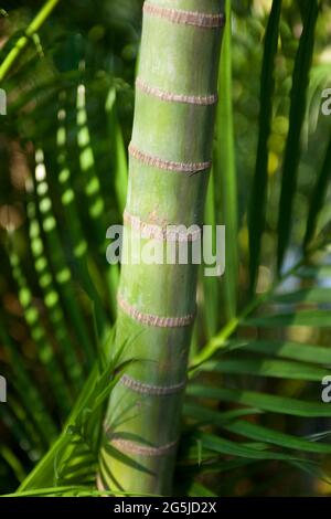 Chrysalidocarpus lutescens, syn. Areca lutescens, Dypsis lutescens Stockfoto