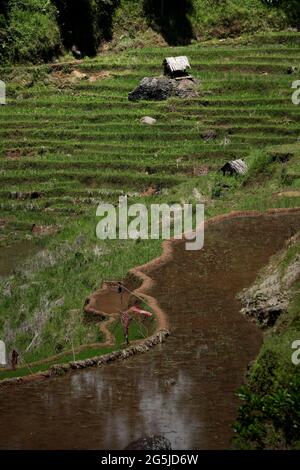 Reisfelder an einem trockenen Oktobertag in Kurra, Tana Toraja, Süd-Sulawesi, Indonesien. Höhere Temperaturen, die durch die globale Erwärmung verursacht werden, dürften die Reiserträge in Indonesien verringern. Veränderungen der El-Nino-Muster, die den Beginn und die Dauer der Regenzeit beeinflussen, bringen auch die landwirtschaftliche Produktion in einen anfälligen Status. Die Entwicklung neuer oder verbesserter lokaler Reissorten, die widerstandsfähiger sind - wie jüngste Studien in anderen Ländern - könnte einer der Schlüssel zur Milderung sein.