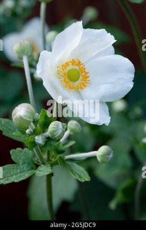 Anemone x hybrida 'Honorine Jobert' syn. Anemone japonica Stockfoto